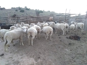 Master Weaver and Shepherd Malinda Nez