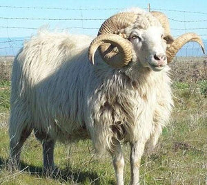 Churro Sheep History