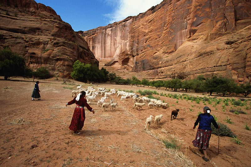 Churro Sheep : Back from the Brink! – Nizhoni Ranch Gallery