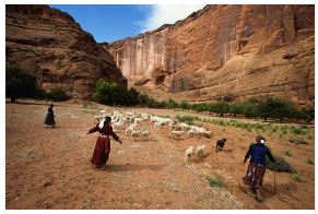 Churro Sheep : Back from the Brink!